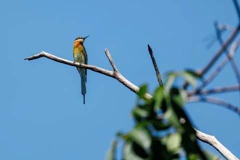 Blue-tailed Bee-eater perching on tree branch in forest park Stock Photos