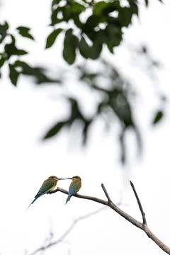 Blue-tailed Bee-eater perching on tree branch in forest park Stock Photos