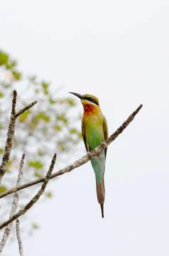 Blue-tailed bee-eater Stock Photos