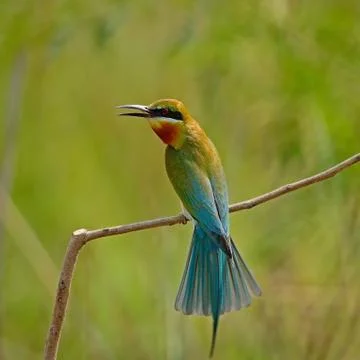 Blue-tailed bee-eater Stock Photos