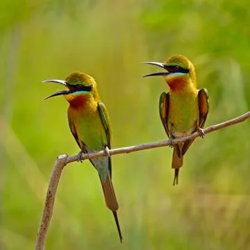 Blue-tailed bee-eater Stock Photos