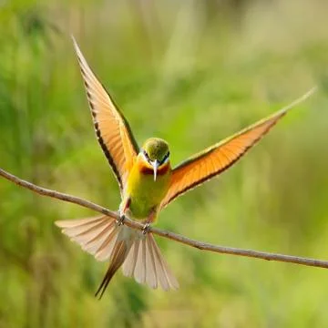 Blue-tailed bee-eater Stock Photos
