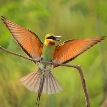 Blue-tailed bee-eater Stock Photos