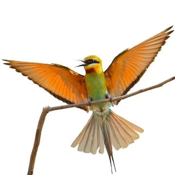 Blue-tailed bee-eater Stock Photos