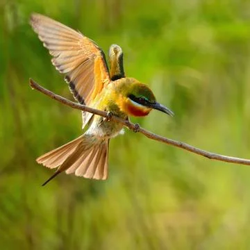 Blue-tailed bee-eater Stock Photos