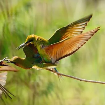 Blue-tailed bee-eater Stock Photos
