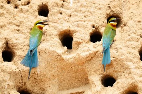 Blue-tailed bee-eater Stock Photos