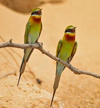 Blue-tailed bee-eater Stock Photos