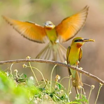Blue-tailed bee-eater Stock Photos