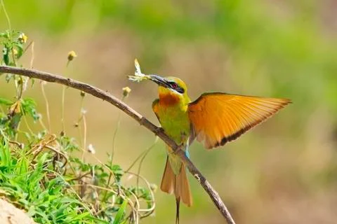 Blue-tailed bee-eater Stock Photos
