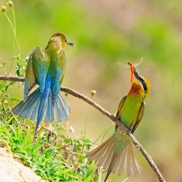 Blue-tailed bee-eater Stock Photos