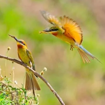 Blue-tailed bee-eater Stock Photos