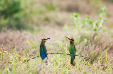 Blue-tailed bee-eater Stock Photos