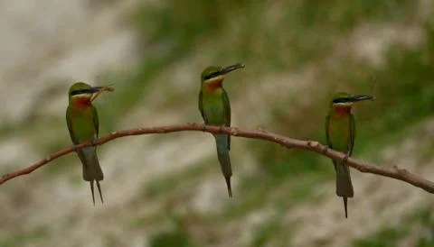 Blue tailed bee eater Foto stock