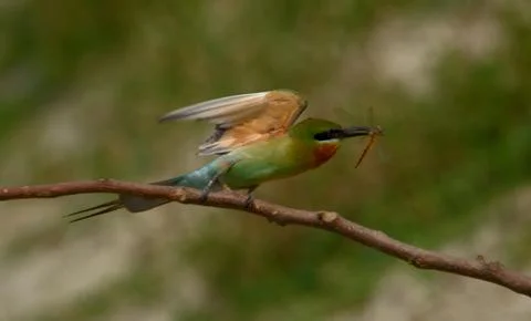 Blue-tailed bee-eater Foto stock