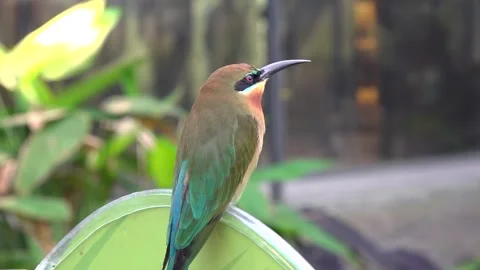 Blue-tailed bee-eater standing and chirping 스톡 동영상 134006682