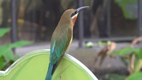 Blue-tailed bee-eater standing and chirping 스톡 동영상 134006696