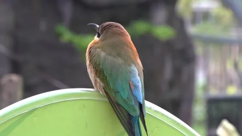 Blue-tailed bee-eater standing and chirping 스톡 동영상 134006766