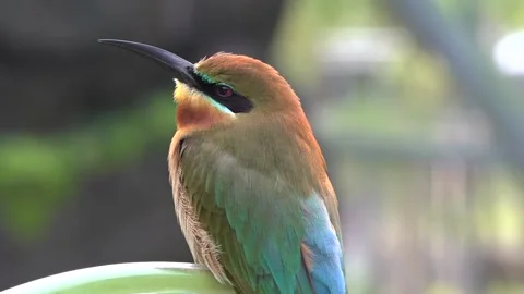 Blue-tailed bee-eater standing and chirping 스톡 동영상 134006792