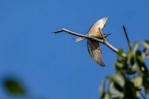 Blue-tailed Bee-eater taking off from branch in forest park Stock Photos