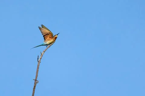 Blue-tailed Bee-eater taking off from branch in forest park Stock Photos