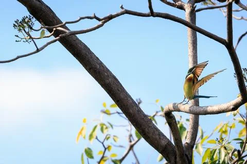 Blue-tailed Bee-eater taking off from branch in forest park Stock Photos