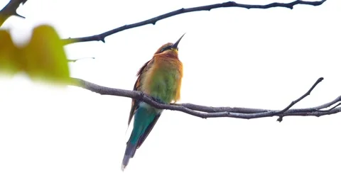 Blue-tailed bee-eater, in white background Stock Footage 65139303