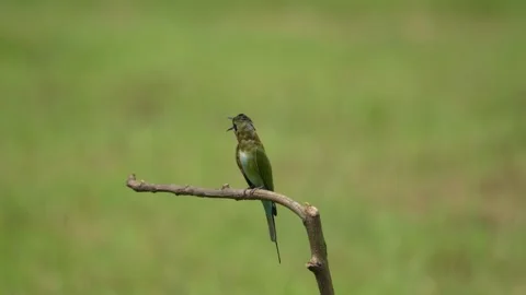 Blue Tailed Bee perched on branches observing their surroundings . Stock Footage 227080670