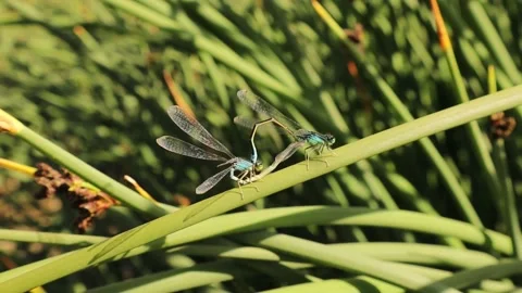 Blue tailed damselflies mating. It looks like a dragonfly but is smaller than it Stock Footage 155737099
