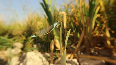 Blue tailed damselfly, Common Bluetail Damselfly. It looks like a dragonfly Stock Footage 155667355