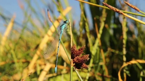 Blue tailed damselfly, Common Bluetail Damselfly. It looks like a dragonfly Stock Footage 155875226