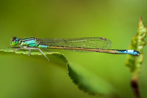 Blue Tailed Damselfly on Green Leaf Macro Close Up Nature Stock Photos