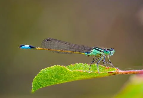 Blue Tailed Damselfly on Green Leaf Macro Close Up Nature Stock Photos