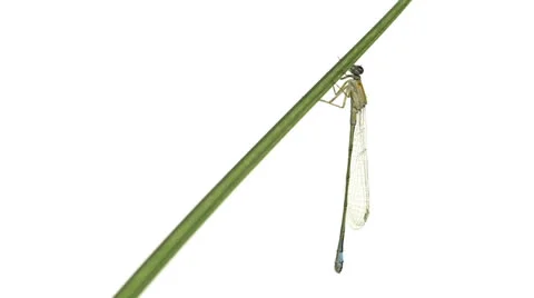 Blue-tailed damselfly hanging on a leaf Stock Footage 26775326