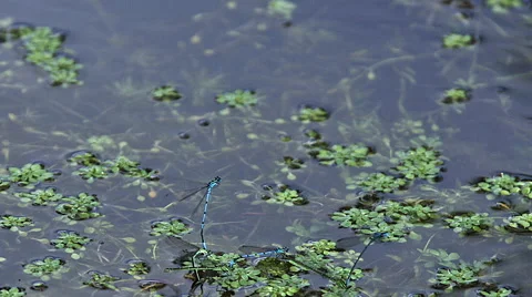 Blue-Tailed Damselfly, ischnura elegans, Dragonfly in Flight, Pairs mating, Pond Stock Footage