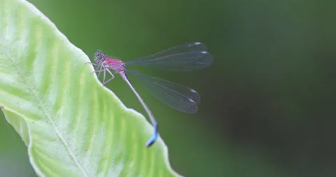 Blue-tailed Damselfly (Ischnura elegans) female (rufescens form). Stock Footage 255312349