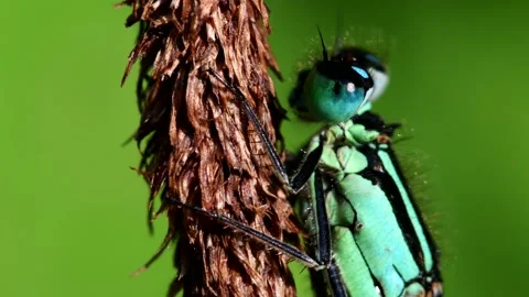 Blue-tailed Damselfly - Latin name are Ischnura elegans Stock Footage 138427180