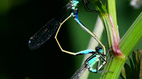 Blue-tailed Damselfly - Latin name are Ischnura elegans Stock Footage 138427277