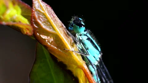 Blue-tailed Damselfly - Latin name are Ischnura elegans Stock Footage 138427682