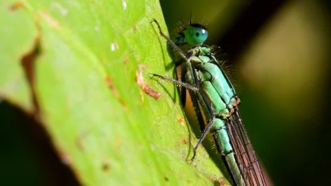 Blue-tailed Damselfly - Latin name are Ischnura elegans Stock Footage 138427785