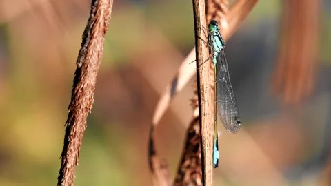 Blue-tailed Damselfly - Latin name are Ischnura elegans Stock Footage 138427817