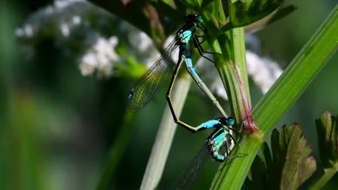 Blue-tailed Damselfly - Latin name are Ischnura elegans Stock Footage 138428043