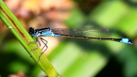 Blue-tailed Damselfly - Latin name are Ischnura elegans Stock Footage 138428123