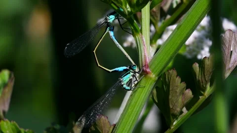 Blue-tailed Damselfly - Latin name are Ischnura elegans Stock Footage 138428373