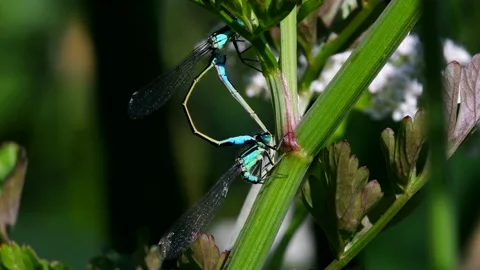 Blue-tailed Damselfly - Latin name are Ischnura elegans Stock Footage 138428453