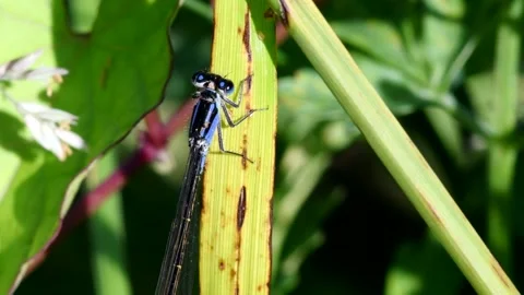Blue-tailed Damselfly - Latin name are Ischnura elegans Stock Footage 138429341