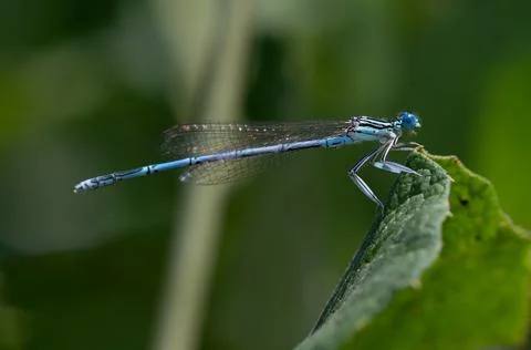 Blue-tailed damselfly or common bluetail Ischnura elegans sitting on a leaf Stock Photos