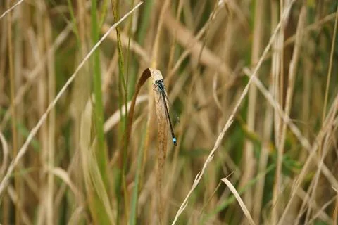 Blue-Tailed Damselfly Perching Stock-Fotos