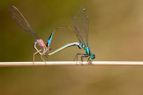 Blue-tailed Damselfly Photos