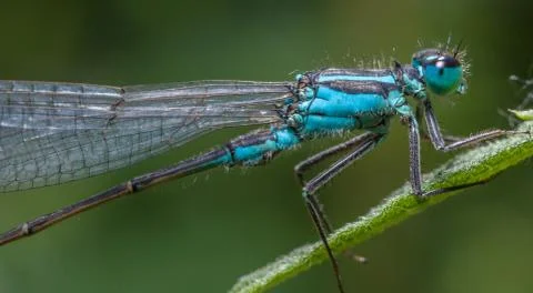Blue-tailed Damselfly Stock Photos